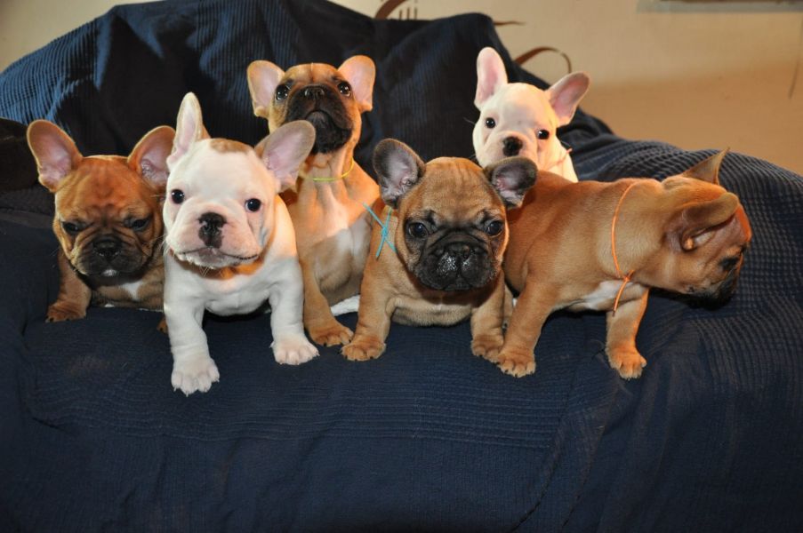Sani maschio e femmina cuccioli di bulldog francese per adozione 