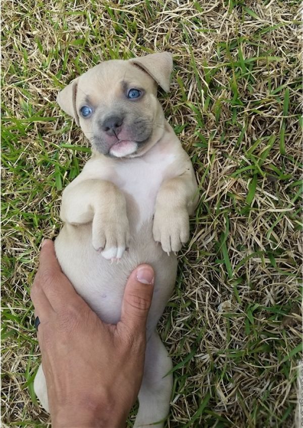 REGALO Bellissimi maschi e femmine PITBULL cuccioli
