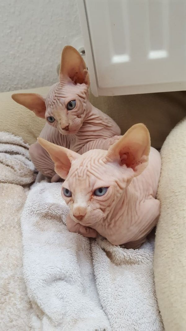 Molto bella e sani gattini Sphynx  per adozione maschi e femmine disponibili (gratis)