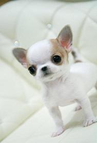  cuccioli di chihuahua  per adozione ( regalo  )