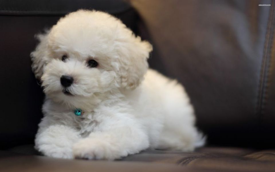 Adorabili cuccioli di bichon frise femminucce e maschietti disponibili per l'adozione gratuita 