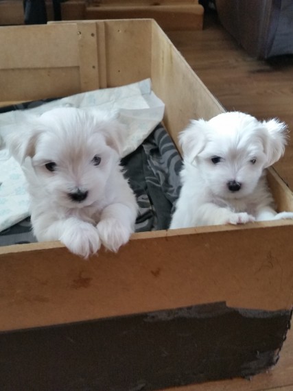 Maltese in regalo