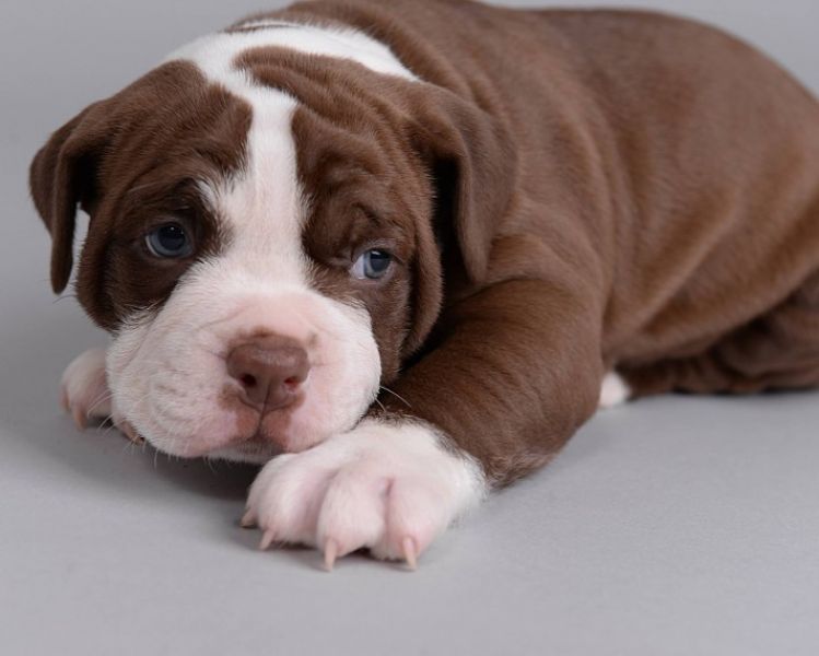 Regalo Bulldog inglese cuccioli disponibili