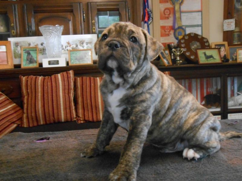 Regalo Bulldog inglese cuccioli disponibili
