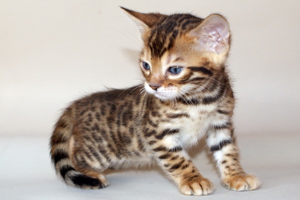 Bengal Kittens disponibili per le nuove case