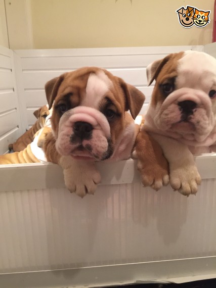 Regalo Bulldog inglese cuccioli disponibili