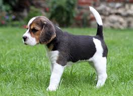 Simpatici cuccioli di beagle