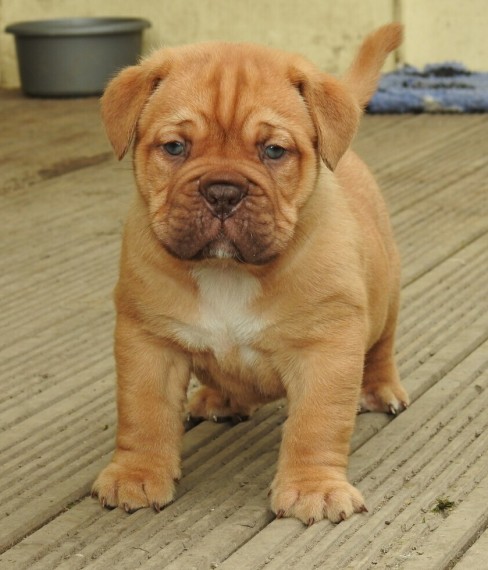 Regalo Cuccioli di dogue de bordeaux