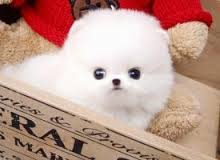 Disponibili Volpini della Pomerania