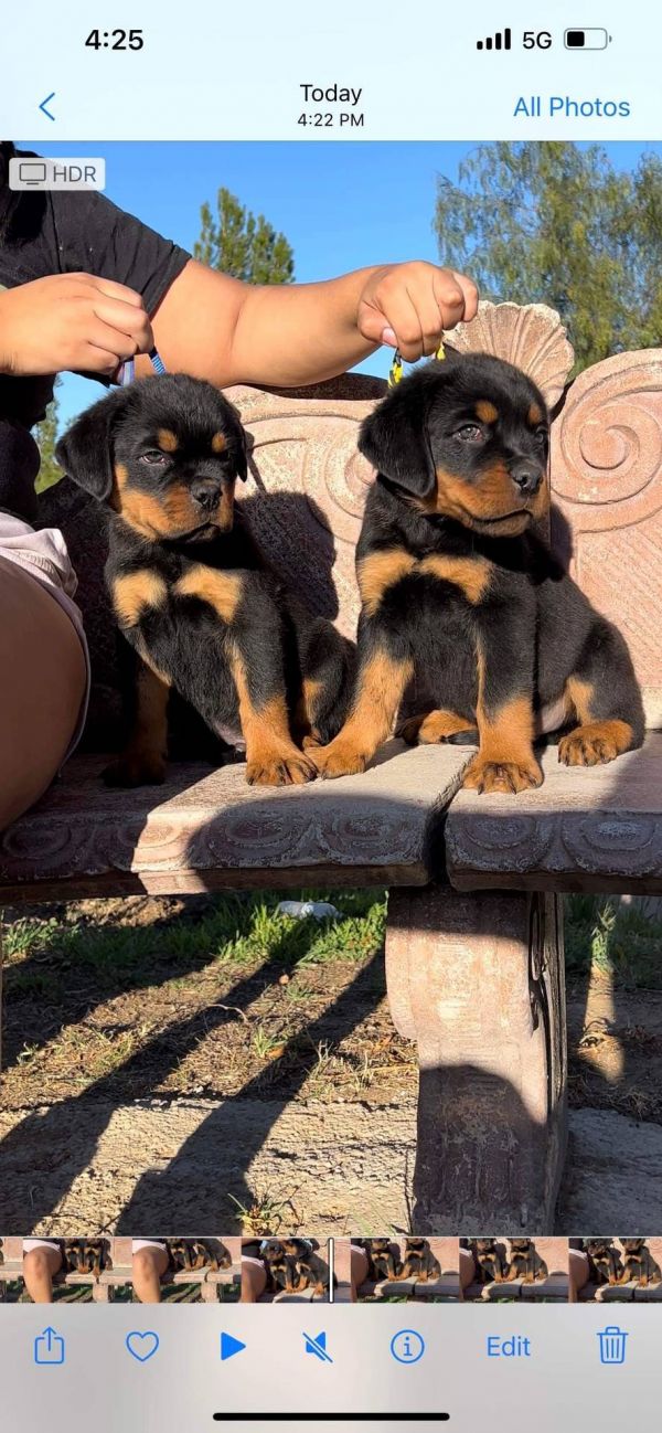 Rottweiler cuccioli introvabili cuccioli di Rottweiler intelligenti e dolcissimi attaccati al padron