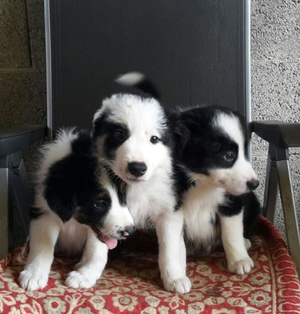 Bella cuccioli di border collie per regalo