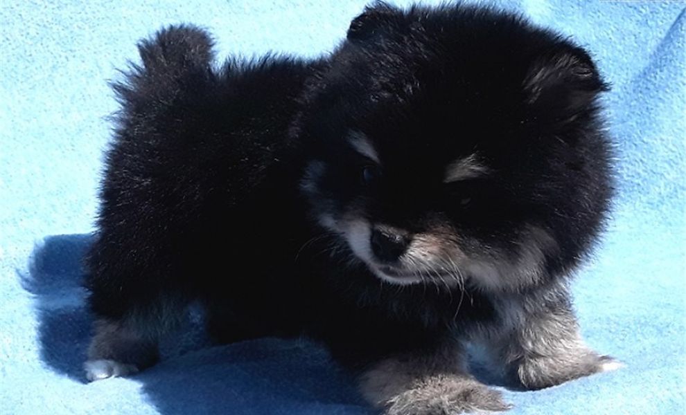 Regalo Volpini cuccioli di pomerania Piccoli