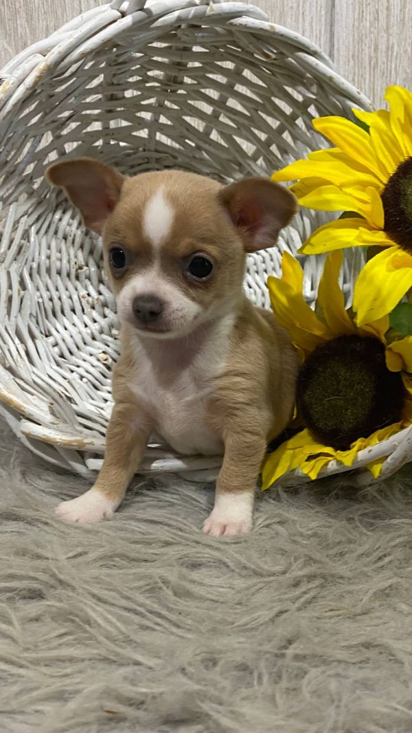 Chihuahua cuccioli introvabili cuccioli di Chihuahua intelligenti E-MAIL  (marieiris783@gmail.com)