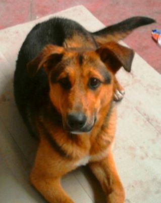 Pastore Tedesco Cucciolo