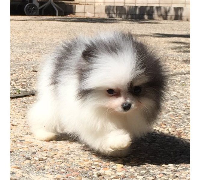 Regalo Volpini cuccioli di pomerania Piccoli