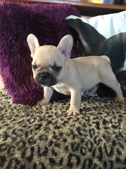 REGALO Cuccioli di Bulldog Francese