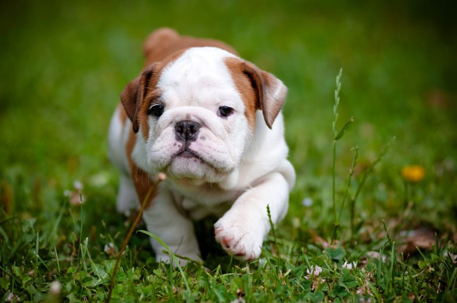 Disponibili cuccioli di bulldog inglese!#!#