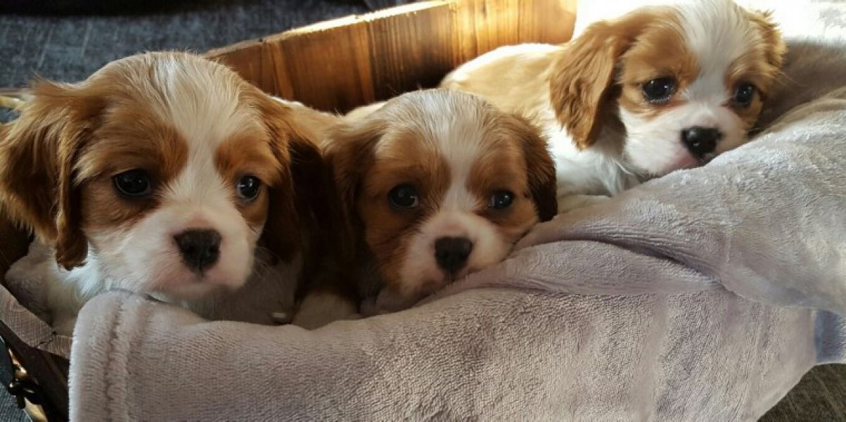  regalo cavalier king cuccioli meravigliosi ! 