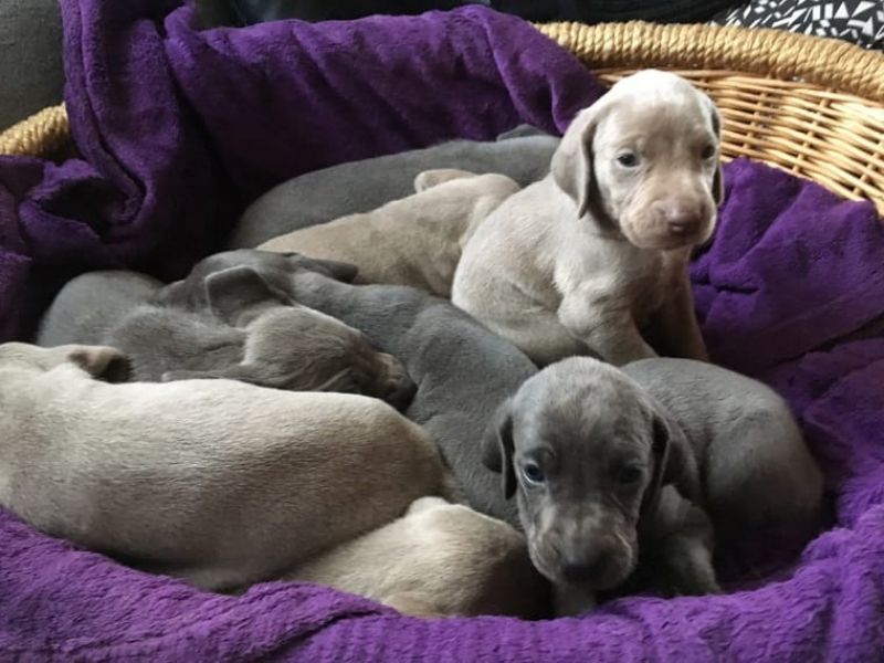 REGALO Cuccioli Weimaraner