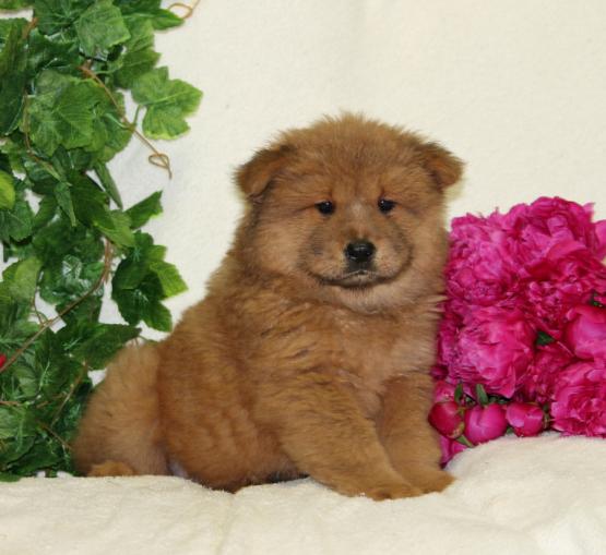 Adorabili cuccioli di chow chow femminucce e maschietti disponibili  per l'adozione gratuita i cucci