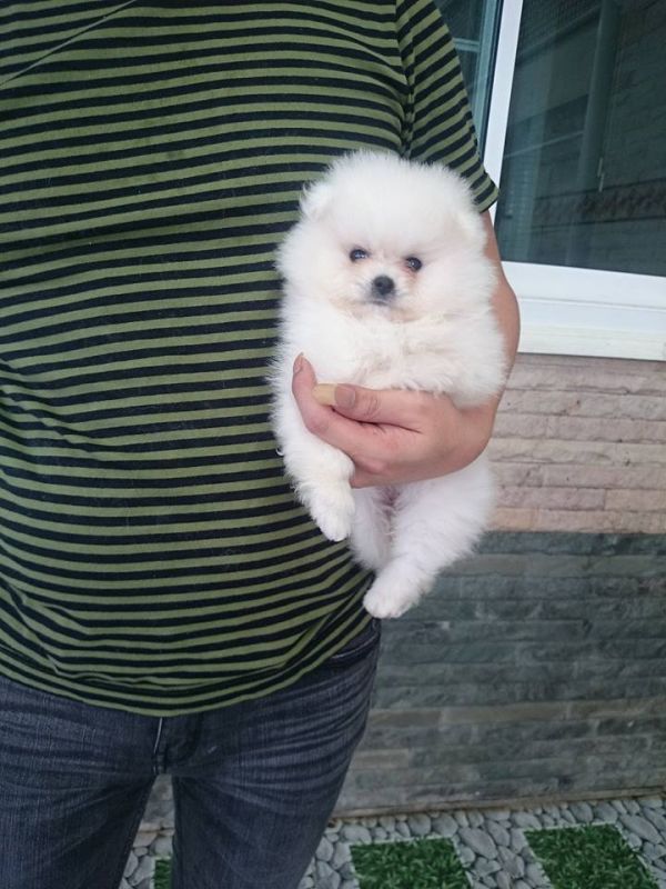 Regalo Cuccioli Di Pomerania Mini Toy,,
