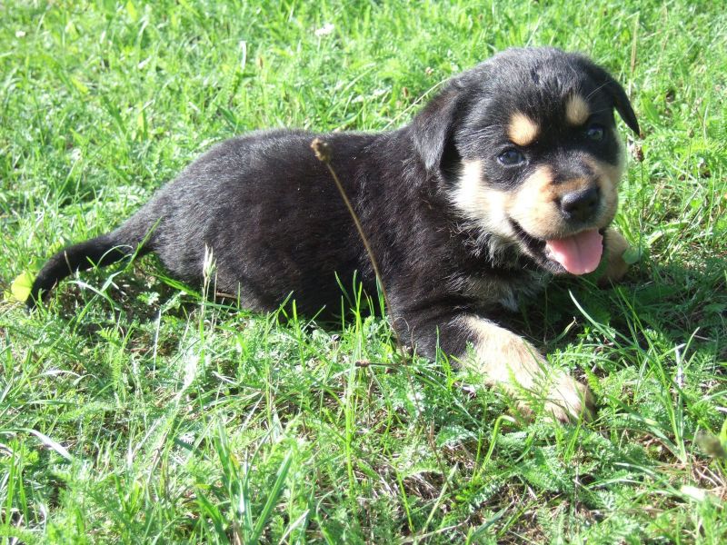  cuccioli di ROTTWEILER   ( per regalo )