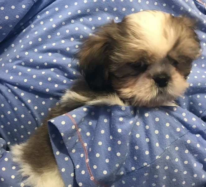 Abbiamo una bellissima cucciolata di SHIH-TZU trcolore.