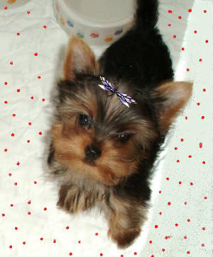 Adorable cuccioli Yorkshire Terrier gratuitamente