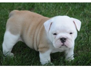 Bulldog inglese cuccioli per l'adozione