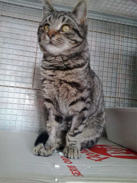 Tobia giovanissimo splendido tigratone
