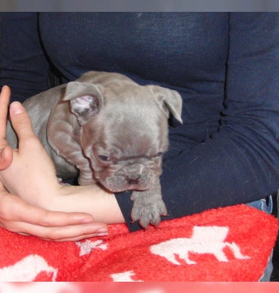 Bulldog francese con pedigree ENCI ( p trattabile)