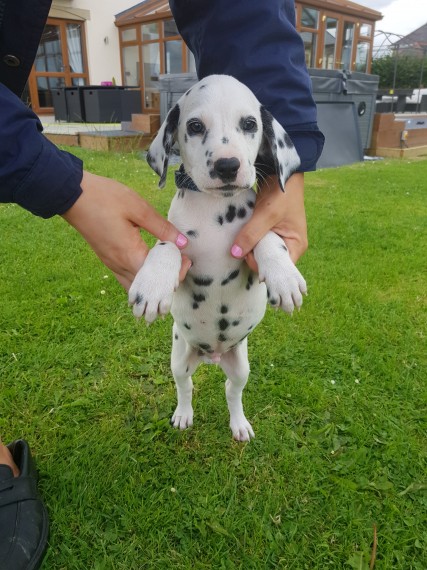 REGALO dalmata cuccioli