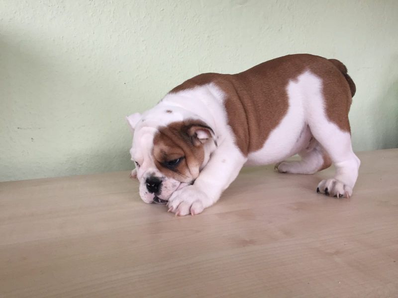 Molto bella e sani cuccioli di bulldog inglise  per adozione maschi e femmine disponibili (gratis)