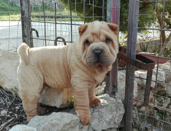 Shar pei cuccioli