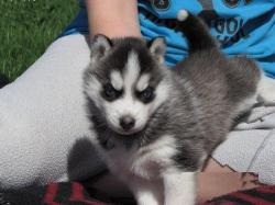 Adorabili cuccioli di siberian husky femminucce e maschietti disponibili per l'adozione gratuita i c
