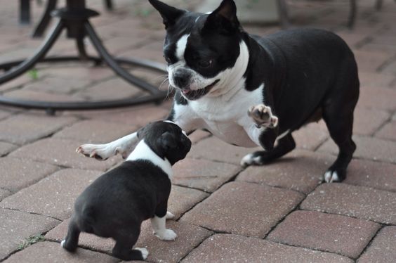 Boston terrier cedesi cuccioli di ottima struttura etipicita possibilit� maschi e femmine 