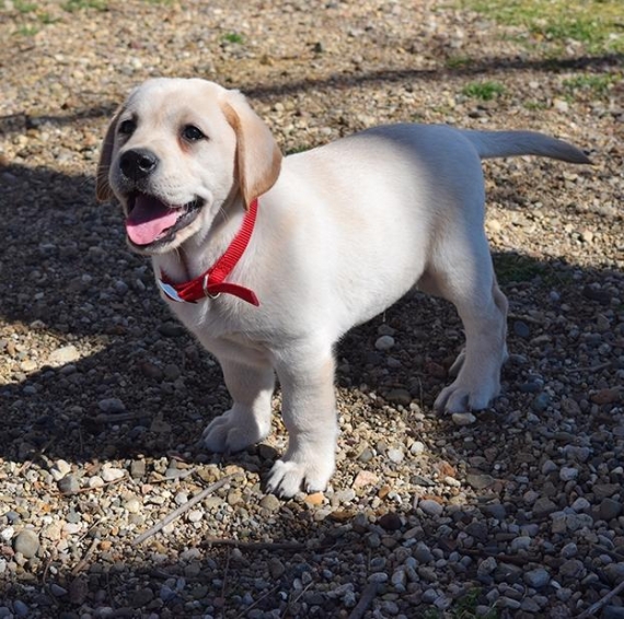 Labrador cuccioli in regalo