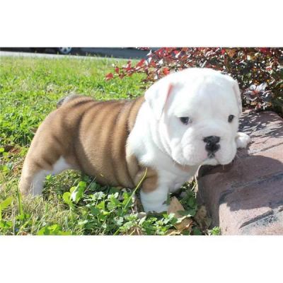 REGALO BELLISSIMI CUCCIOLI DI BULLDOG INGLESE