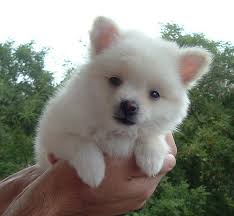 Regalo cuccioli di volpino pomeranian mini toy 