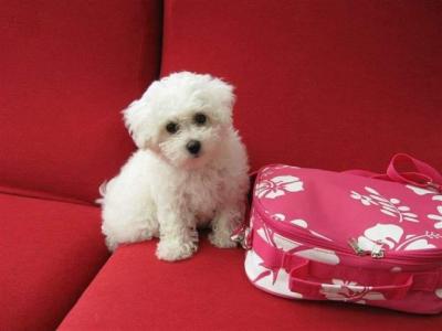 Adorabili cuccioli di bichon frise femminucce e maschietti disponibili per l'adozione 