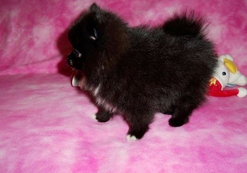  Regalo Volpini cuccioli di pomerania