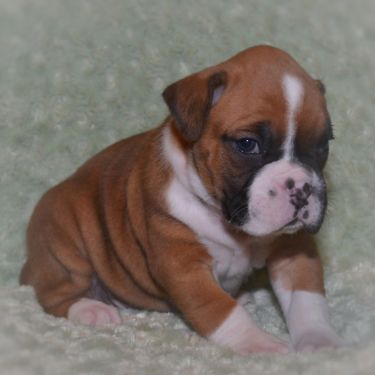 Voglio ri-casa il mio cucciolo di boxer  di pura razza ad una casa che ama gli animali domestici .