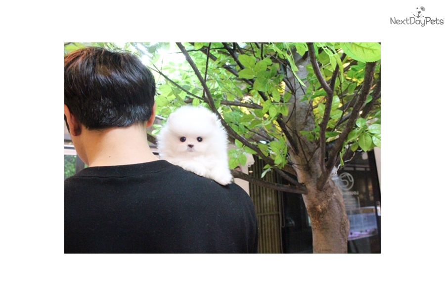 Molto bella e sani cuccioli di volpino pomeranian per adozione maschi e femmine disponibili (gratis)