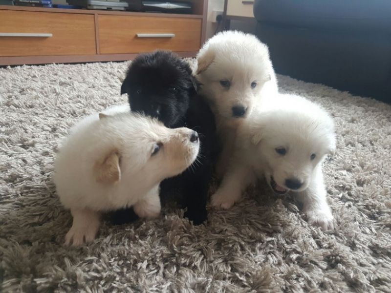 REGALO Cuccioli pastore tedesco.