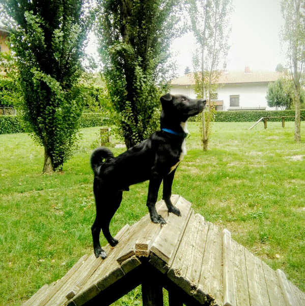 Cagnolino in cerca di famiglia