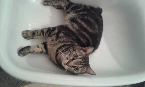 Mela, giovane miciotta di circa 2 anni