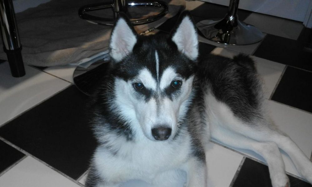 Cuccioli husky siberiano in adozione !!!!!