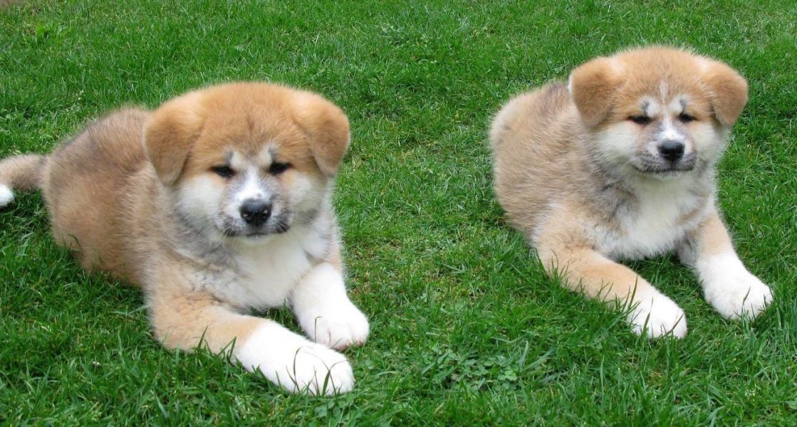  regalo cuccioli di Akita  inu disponibili per l'adozione
