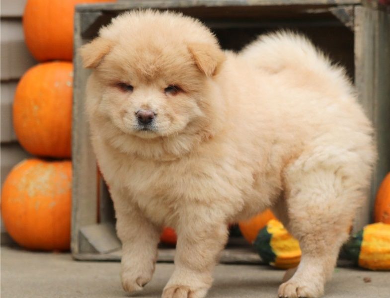 Regalo Cuccioli di chow chow  in pronta consegna i cuccioli verranno Dato dopo 90 giorni dalla nasci