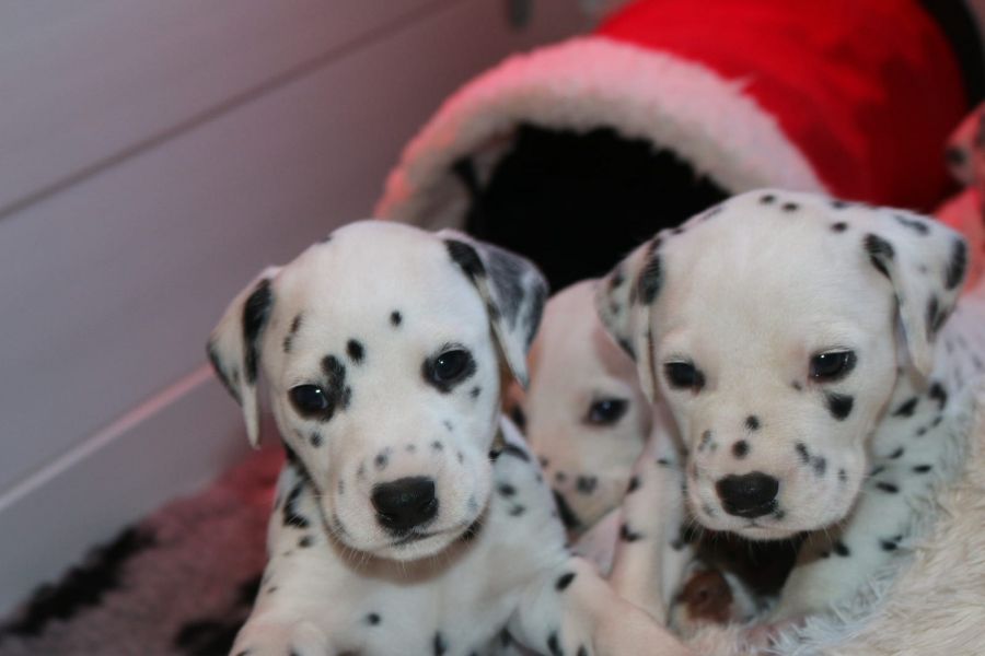 Bella e sani cuccioli di dalmata per adozione 